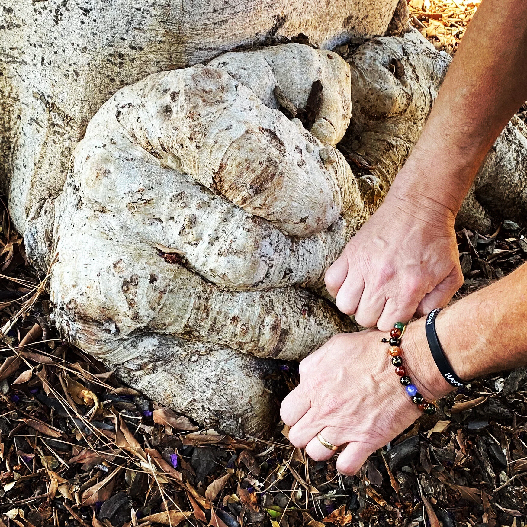 The Hidden Wisdom of a Tree