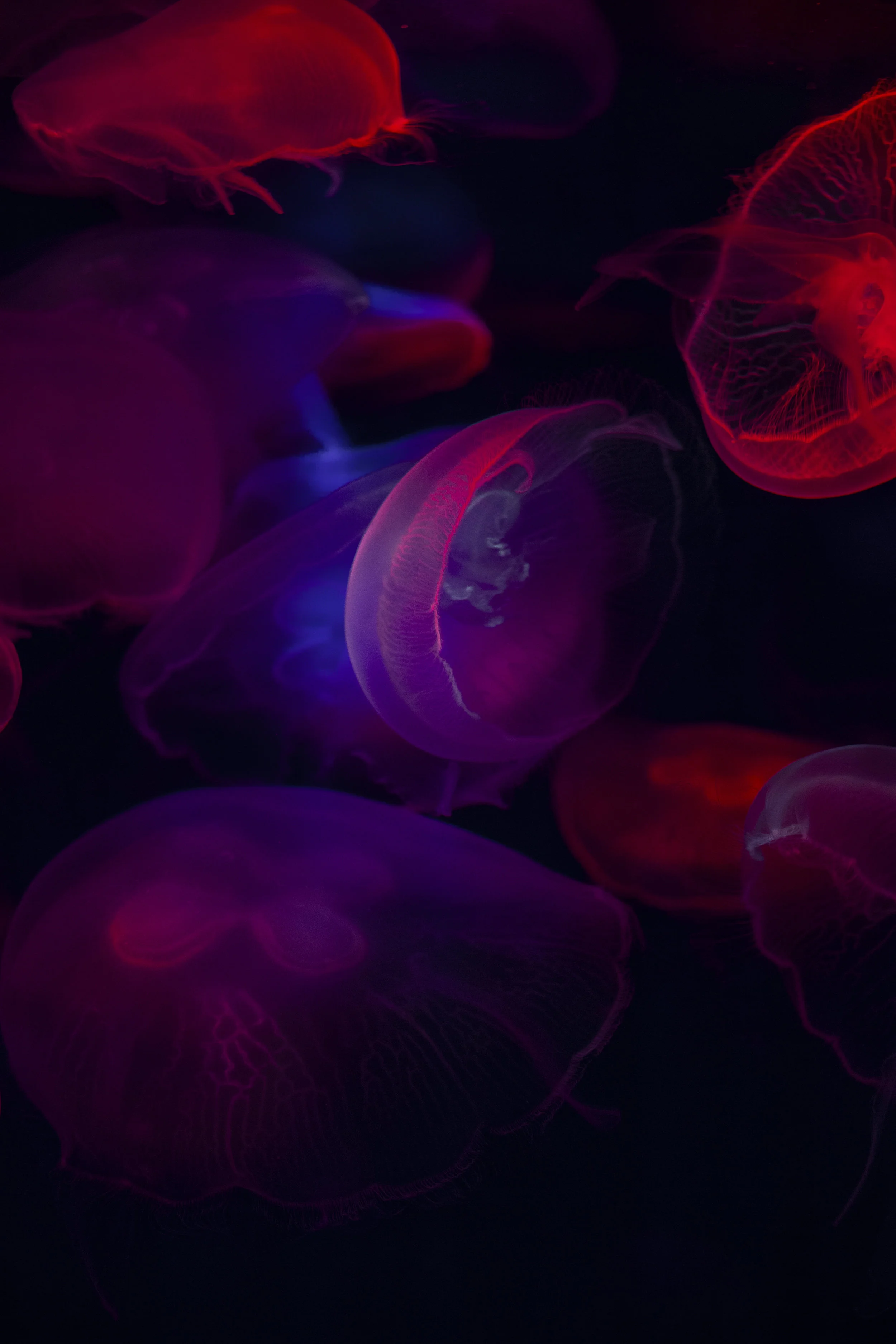 End of Life Death Doula Networking Social Hour