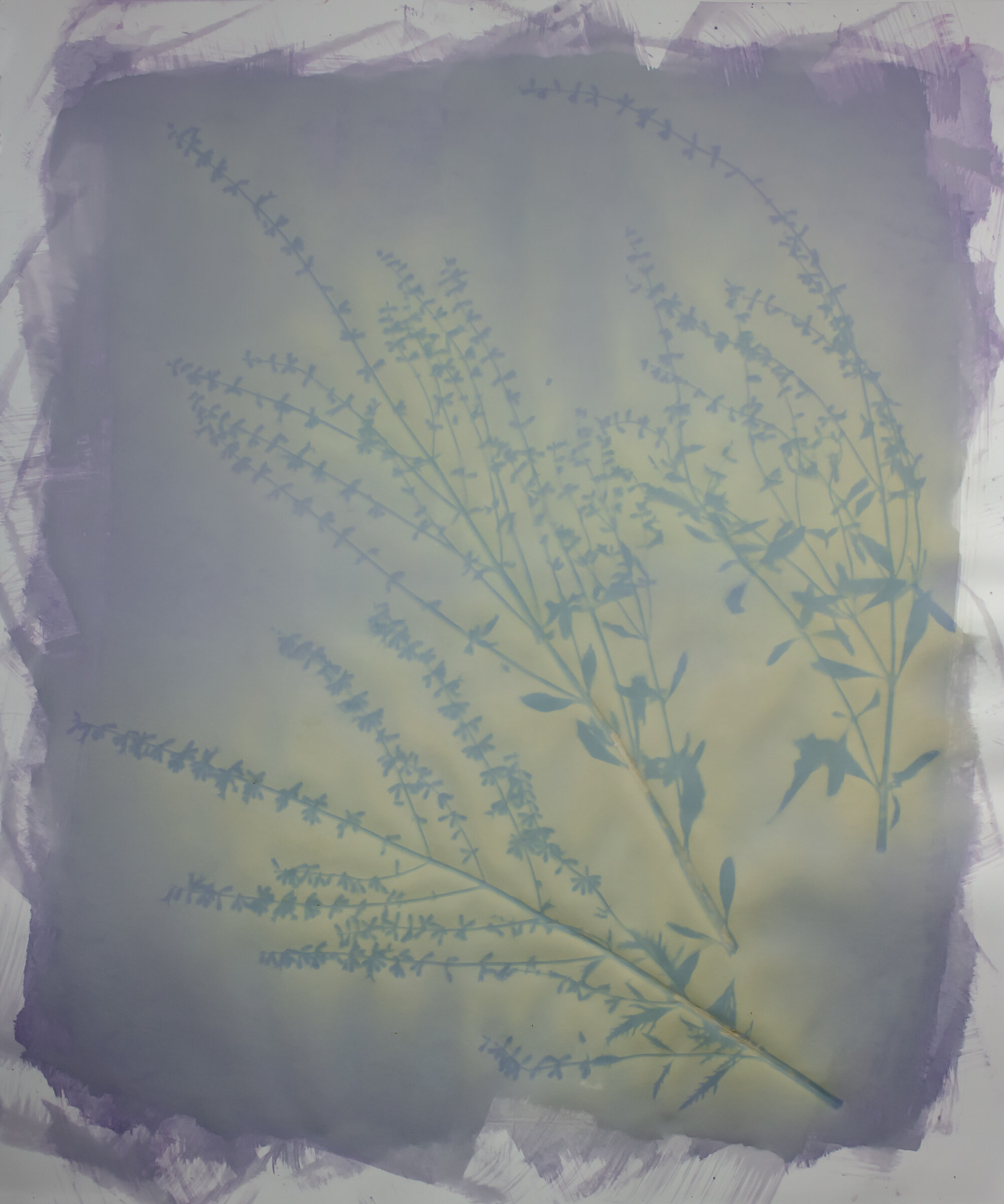 Lavender on Blueberry Emulsion