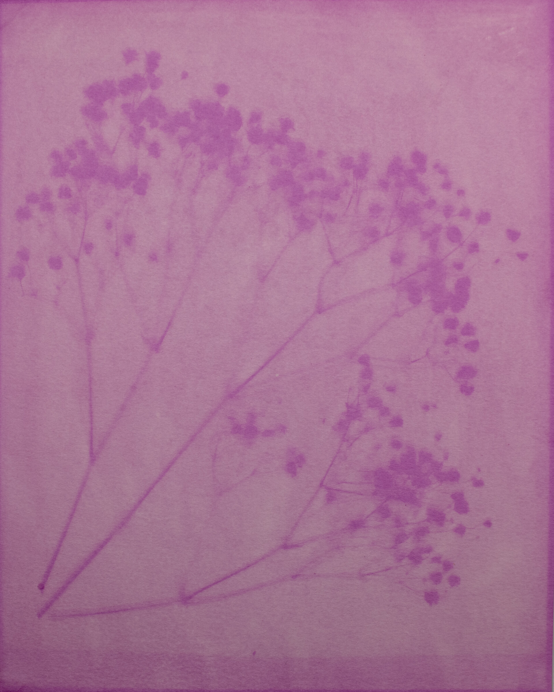 Baby’s Breath on Pokeberry Emulsion