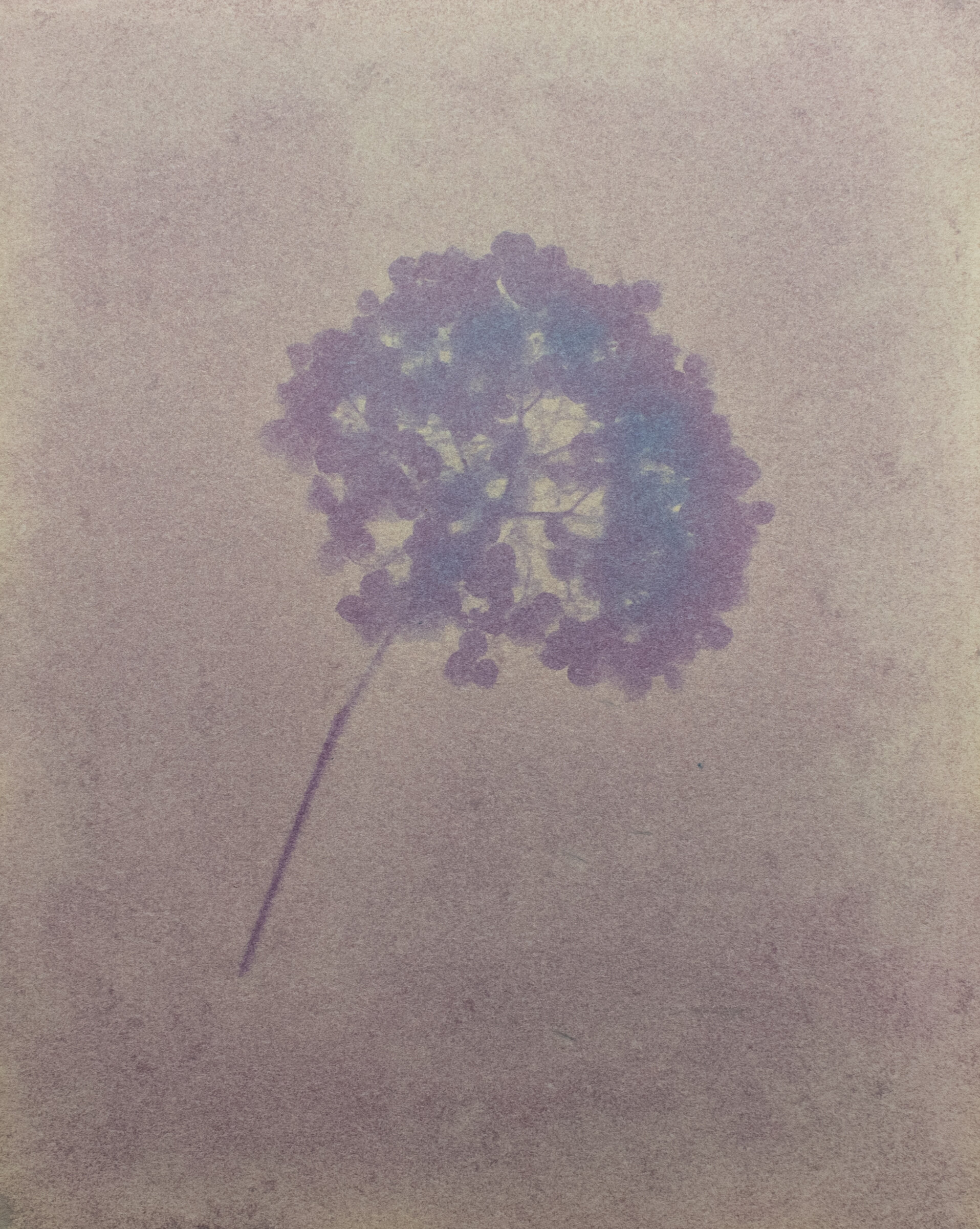 Hydrangea Flower on Blackberry Emulsion
