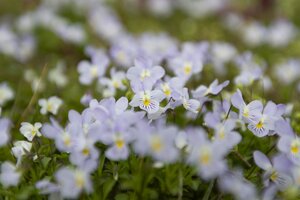 Breathe Life into Your Yard This Spring – Top Maintenance Tips