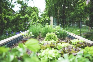 A Beginner’s Guide to Starting a Garden