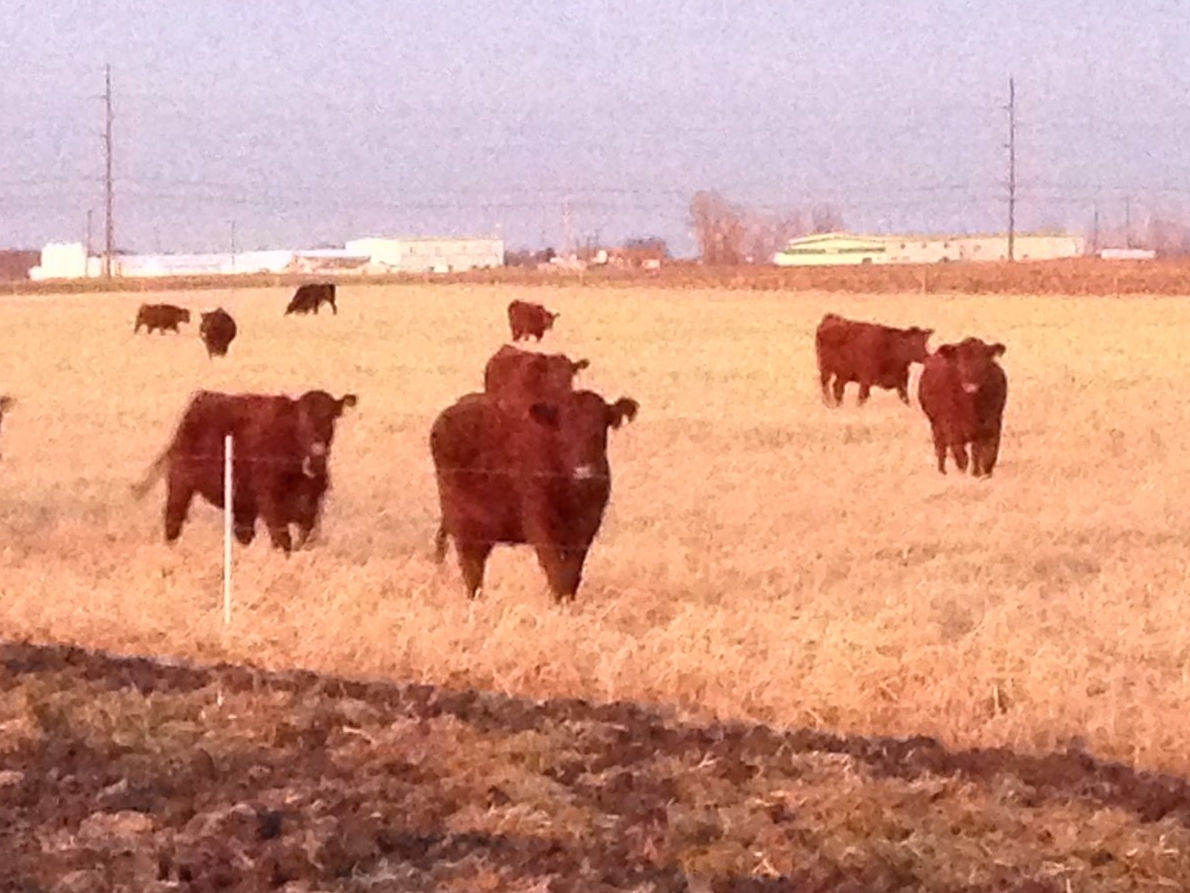 Late season grazing on cover crops