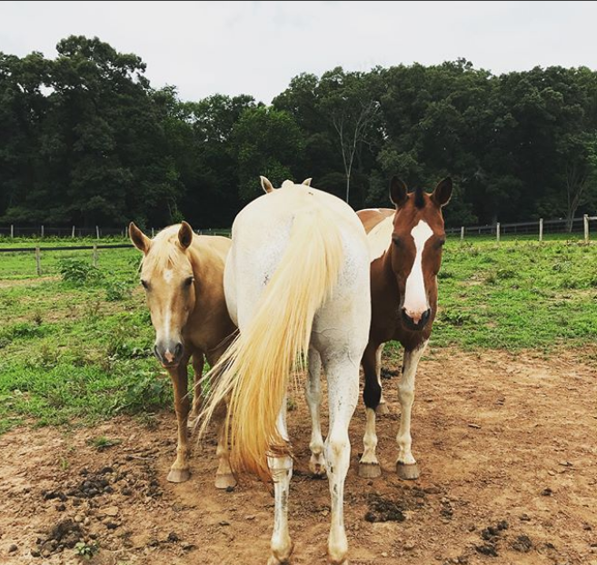 horses-trio-butt.png