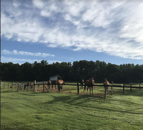 Ponies waiting to be brought in