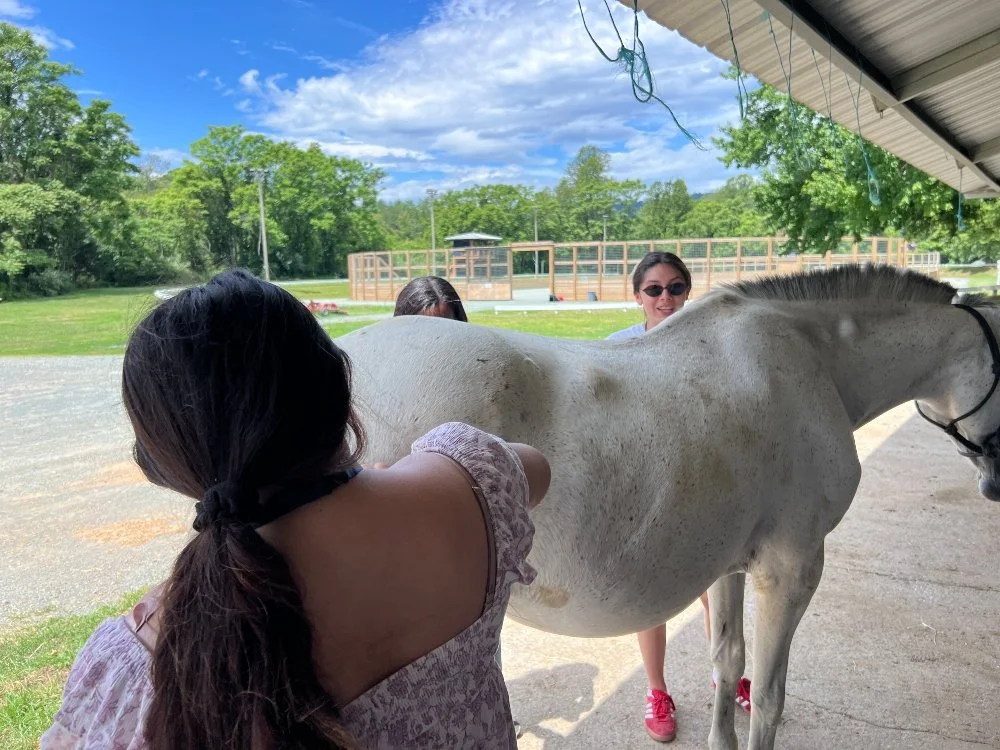 Canela, the students' favorite pony, gets a farewell brush their last day at polo