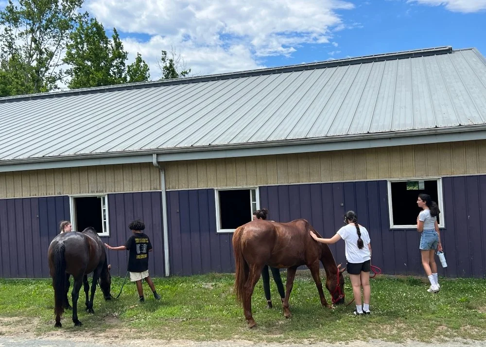 Utilizing their newly learned horse handling skills students give the ponies a snack break
