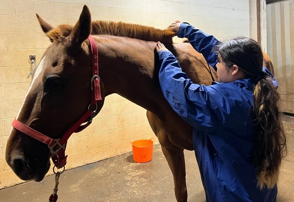 Everyone Takes a Turn Trimming Up Nemo's Mane
