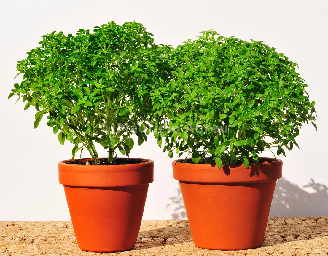 Mira cancela Marchas Populares de 2020