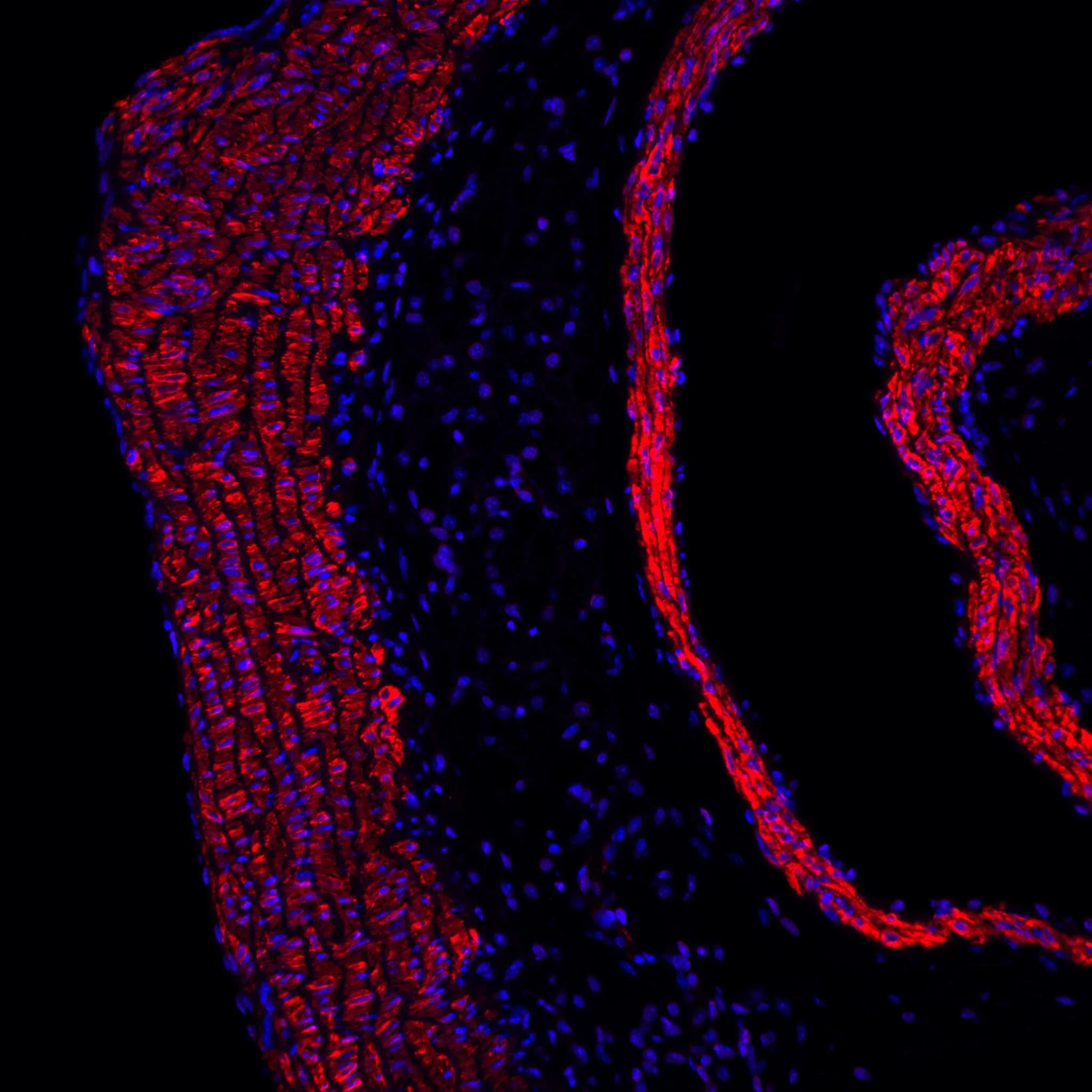 Equipa internacional liderada pela UC descobre proteína associada ao envelhecimento vascular
