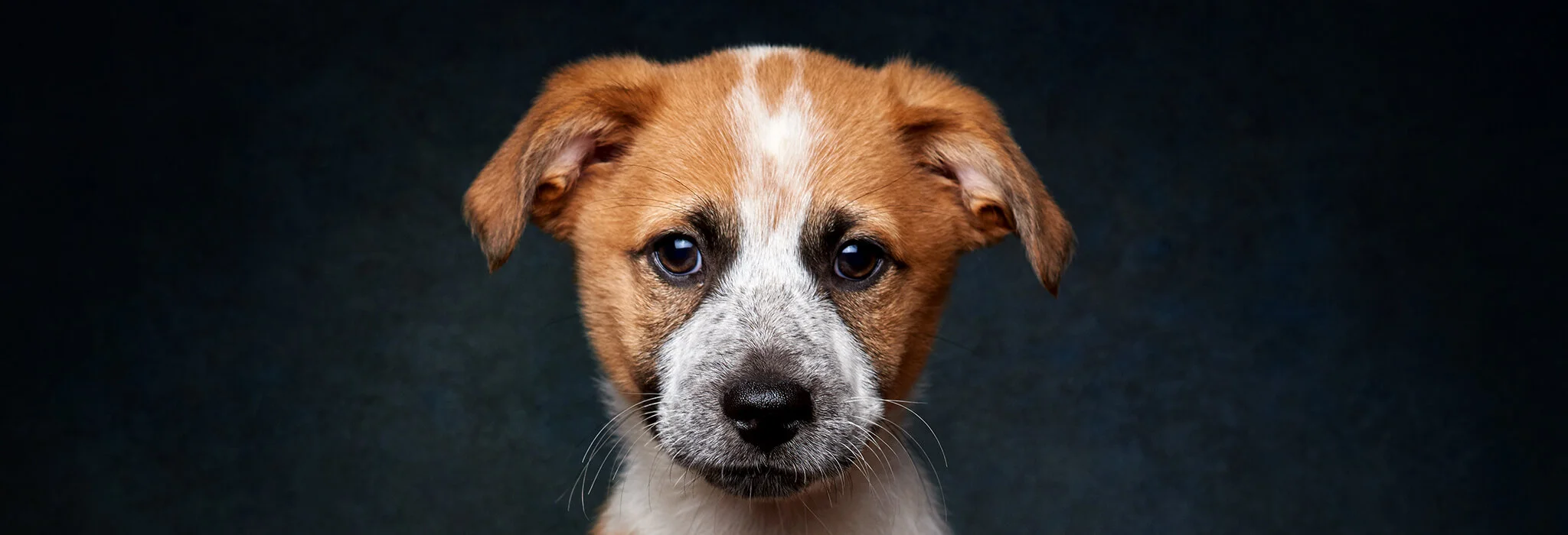 Be My Friend: adota um amigo de quatro patas