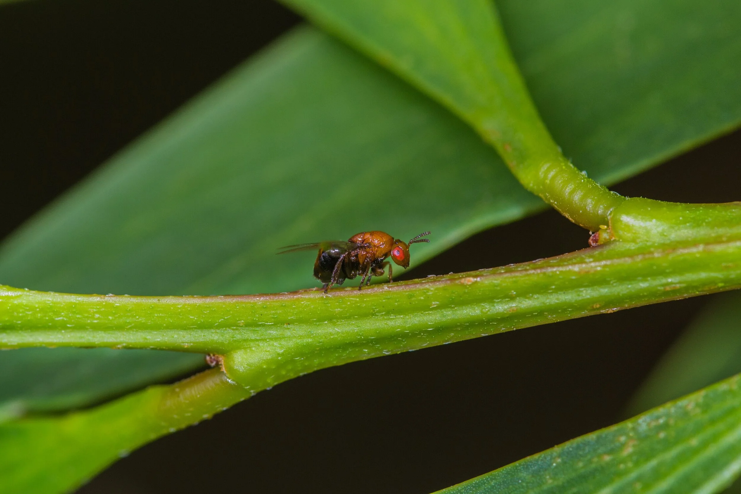 Universidade de Coimbra: Inseto da Austrália reduz significativamente o potencial invasor da acácia-de-espigas em Portugal&nbsp;