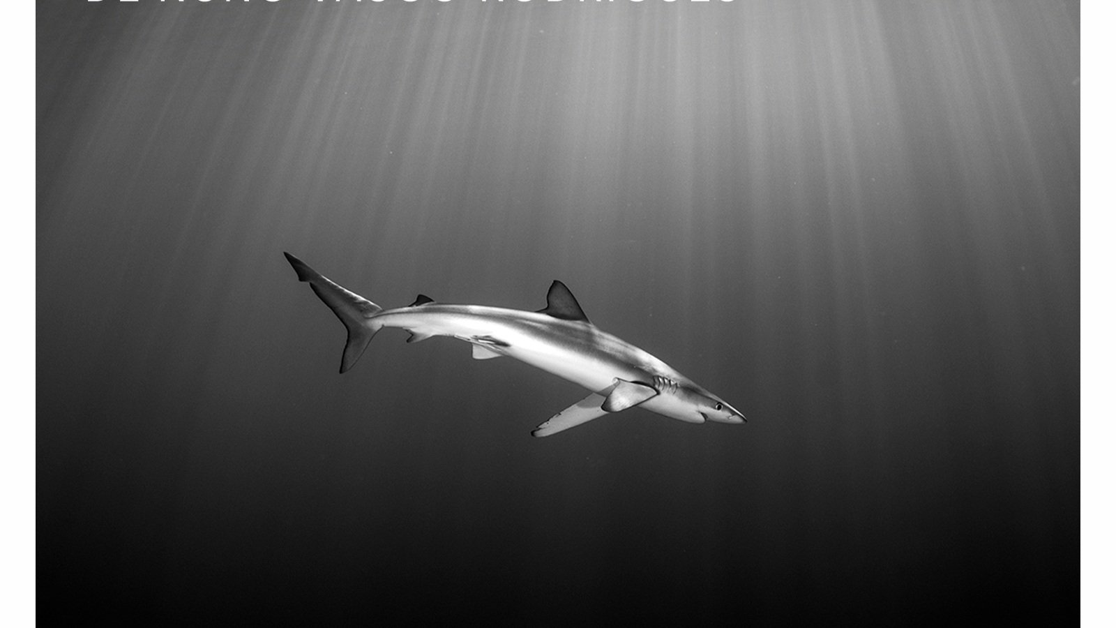 Exposição “Os Azuis de Portugal”  inaugura no Alma Shopping