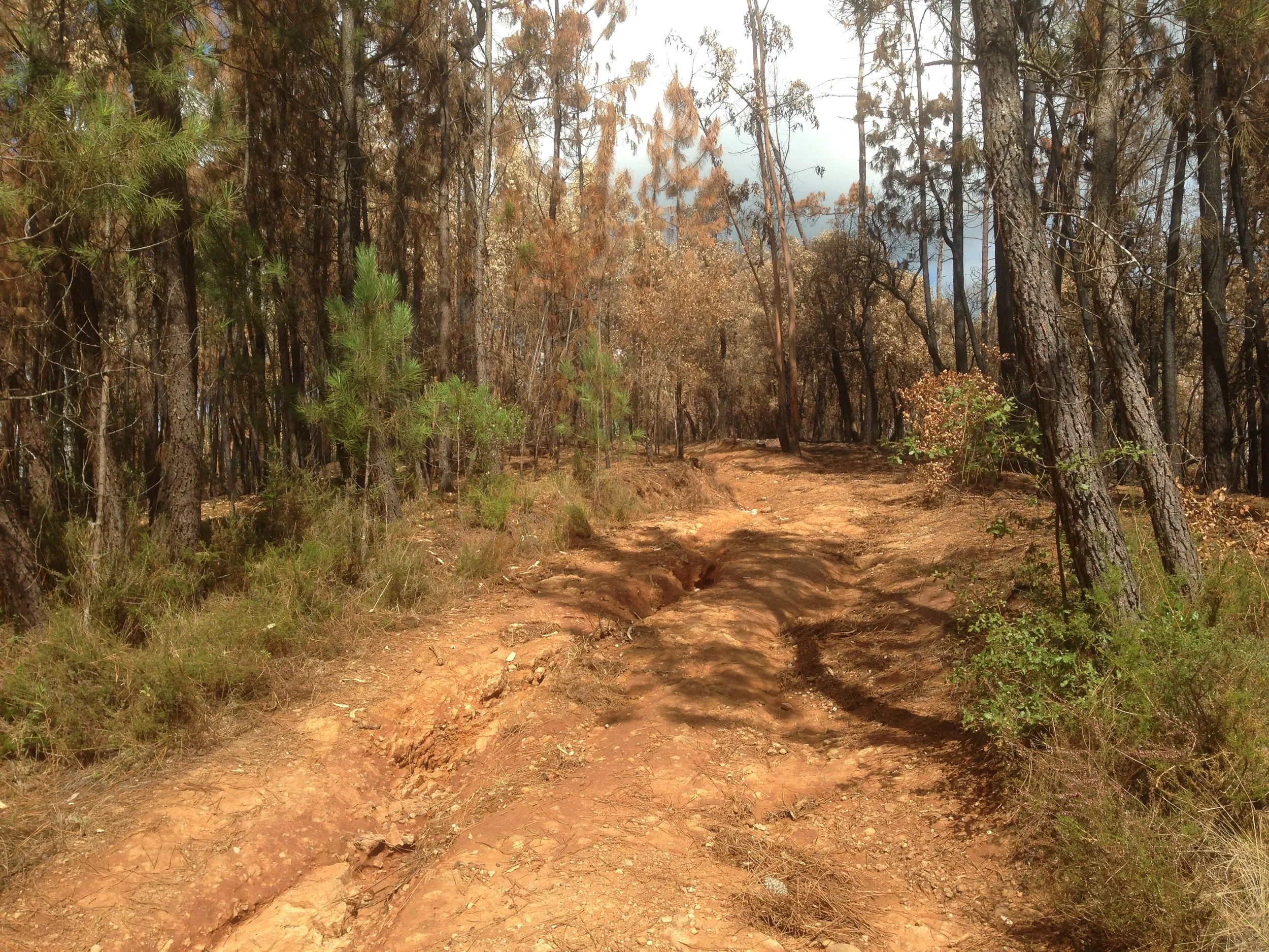 Estudo conclui que serviços de dispersão de sementes na recuperação das florestas ardidas podem custar mais de 23 milhões de euros por ano
