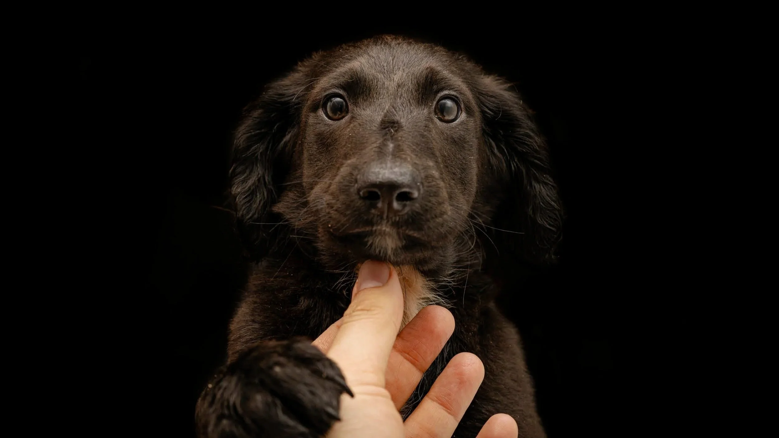 Coimbra relança campanha para adoção responsável de animais do Canil Municipal