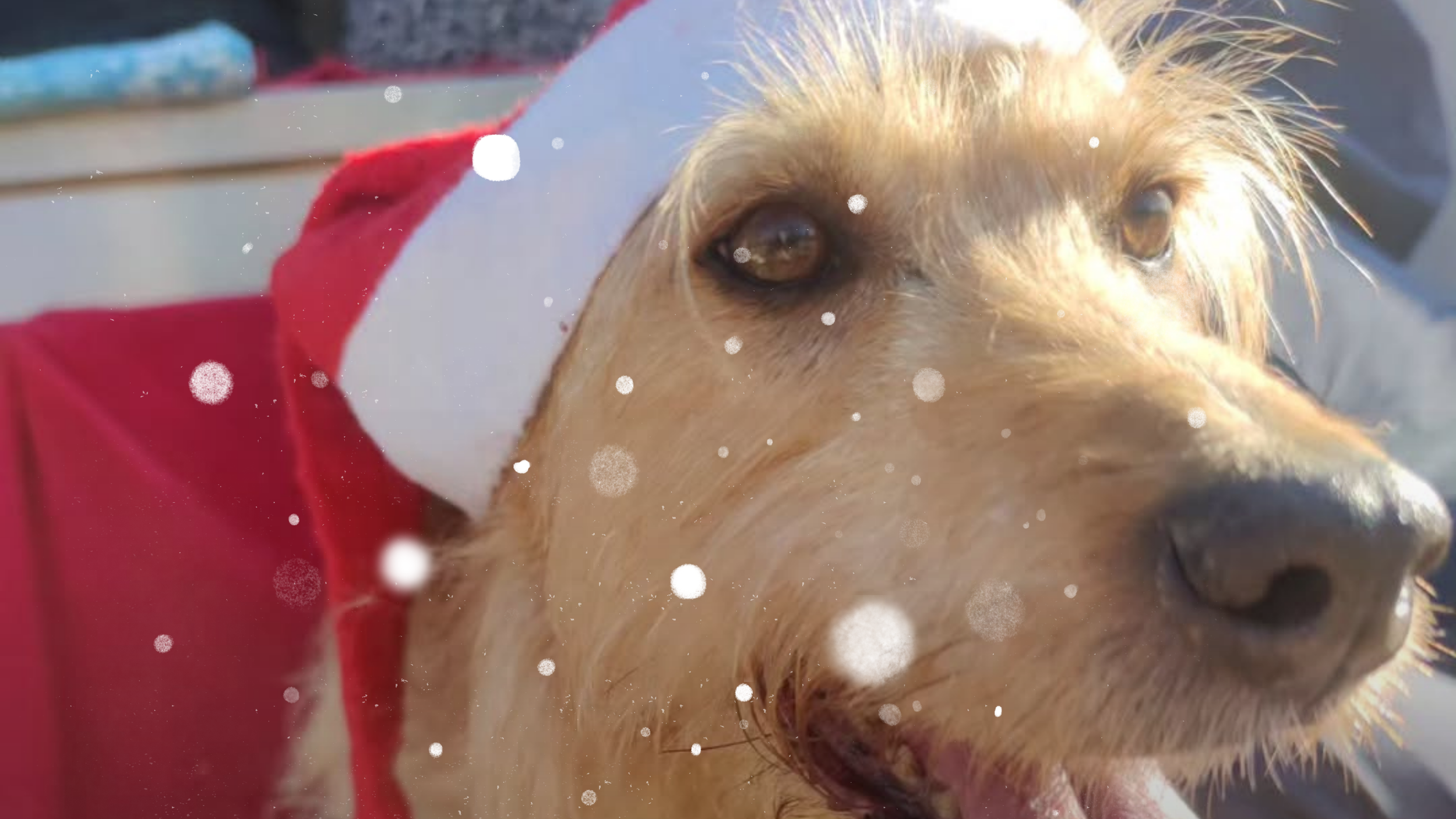 Jantar de Natal Solidário apoia a Associação Quatro Patas e Focinhos