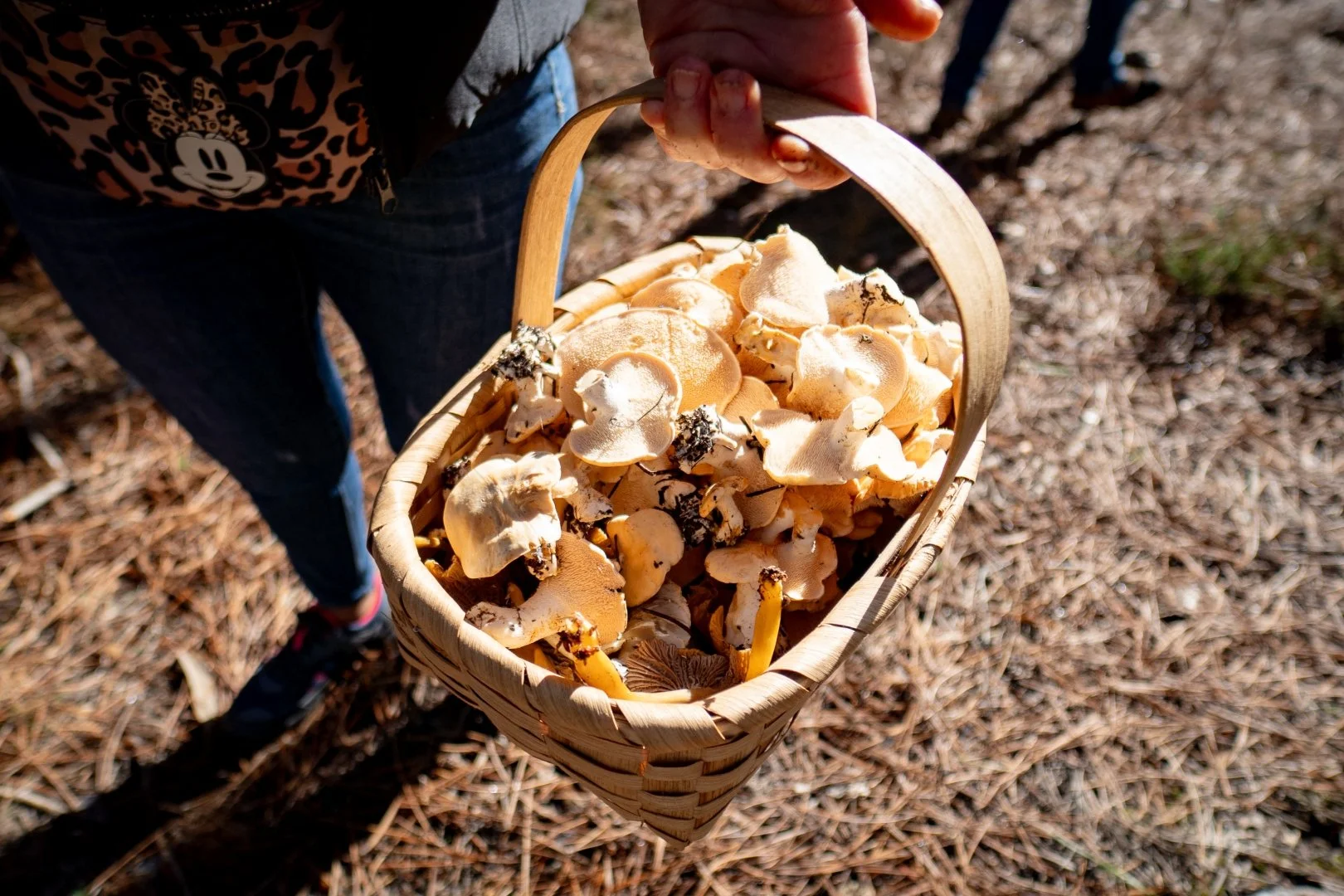 Da floresta à mesa: Passeio Micológico promete experiências únicas em Pampilhosa da Serra