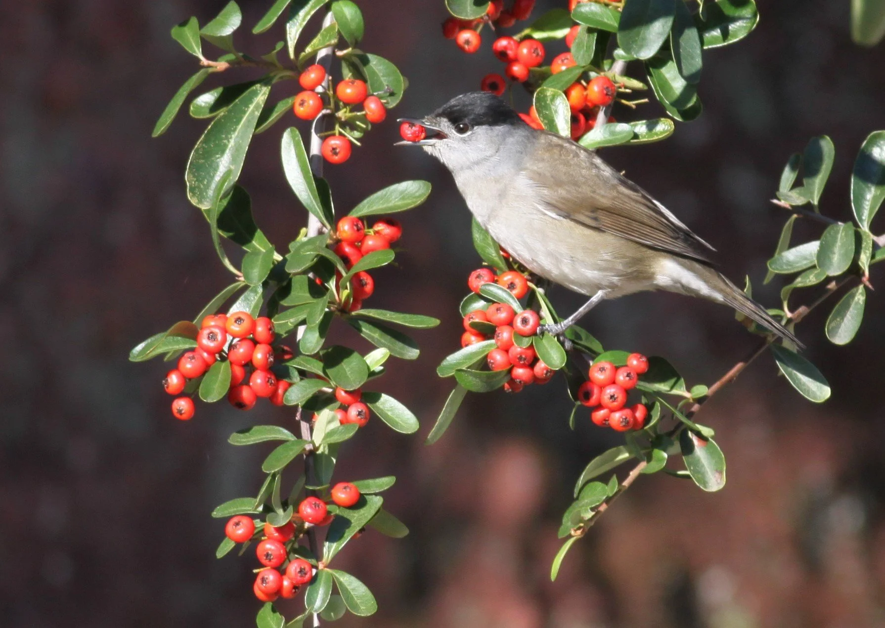 Aves frugívoras e frutos raros: uma aliança discreta que sustenta a biodiversidade