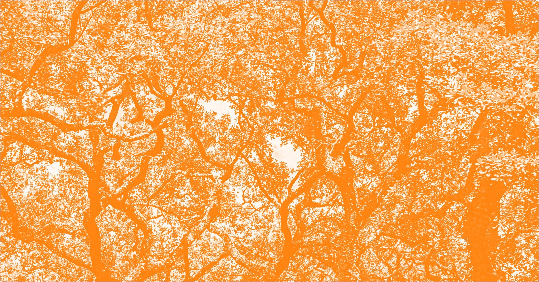 Open Call: Bolsas de Criação Locais | TAGV