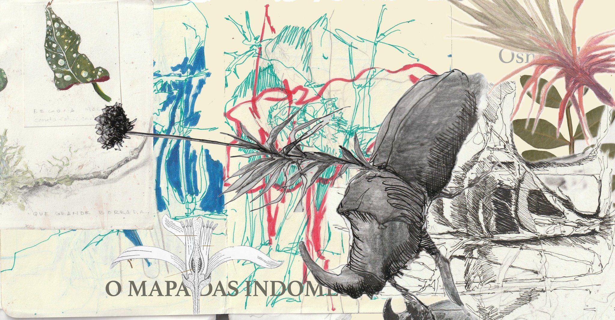 Residência Artística | O mapa das Indomesticadas, um herbário radical de Carlota Lagido