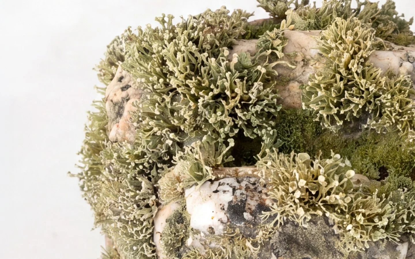 Exposição “Natura Naturata” de Marcelo Moscheta