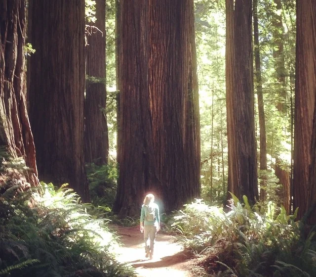 Wandering on a redwood path in Northern California.