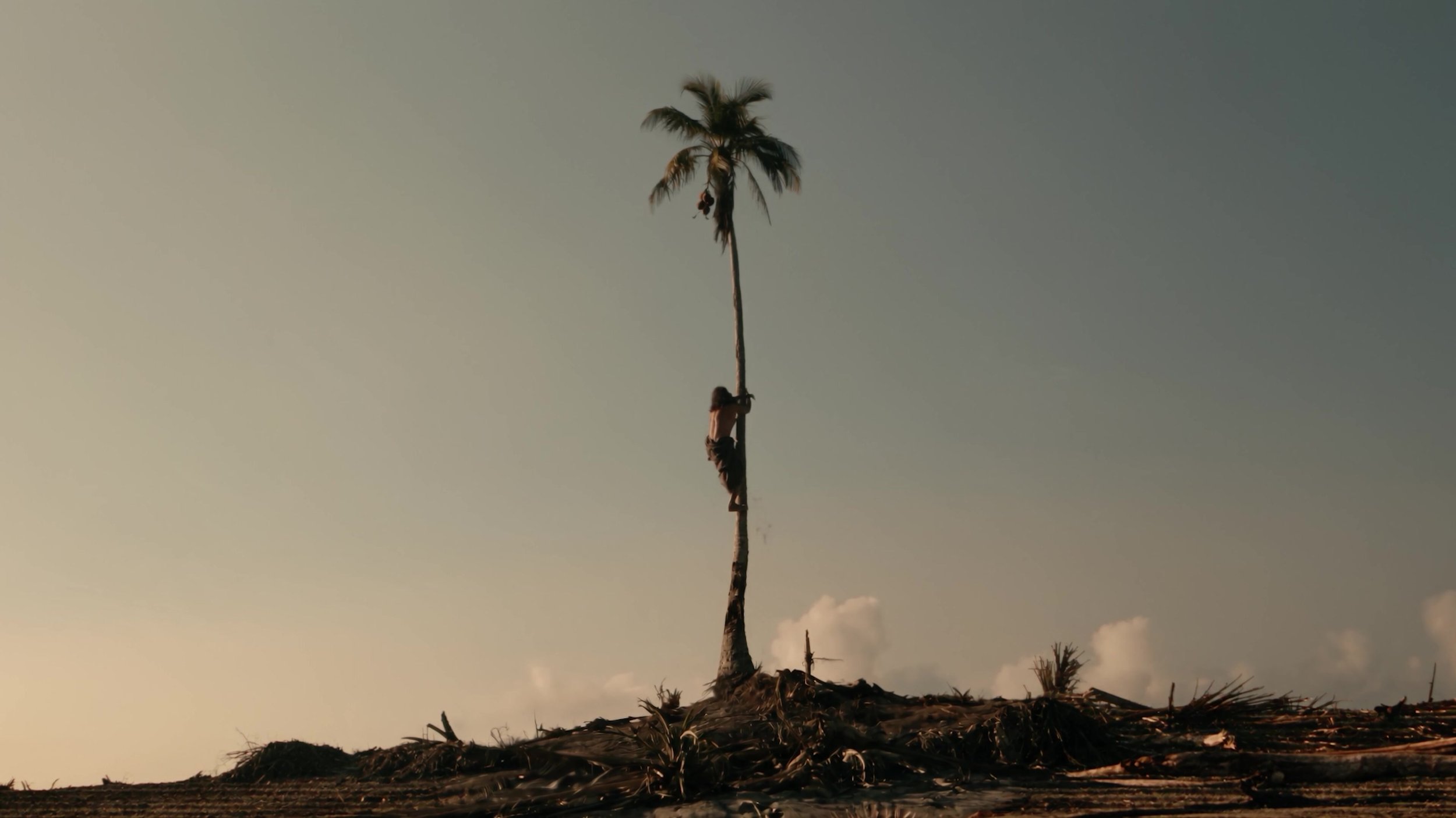 The last palm tree on the dying island, from Scene 1