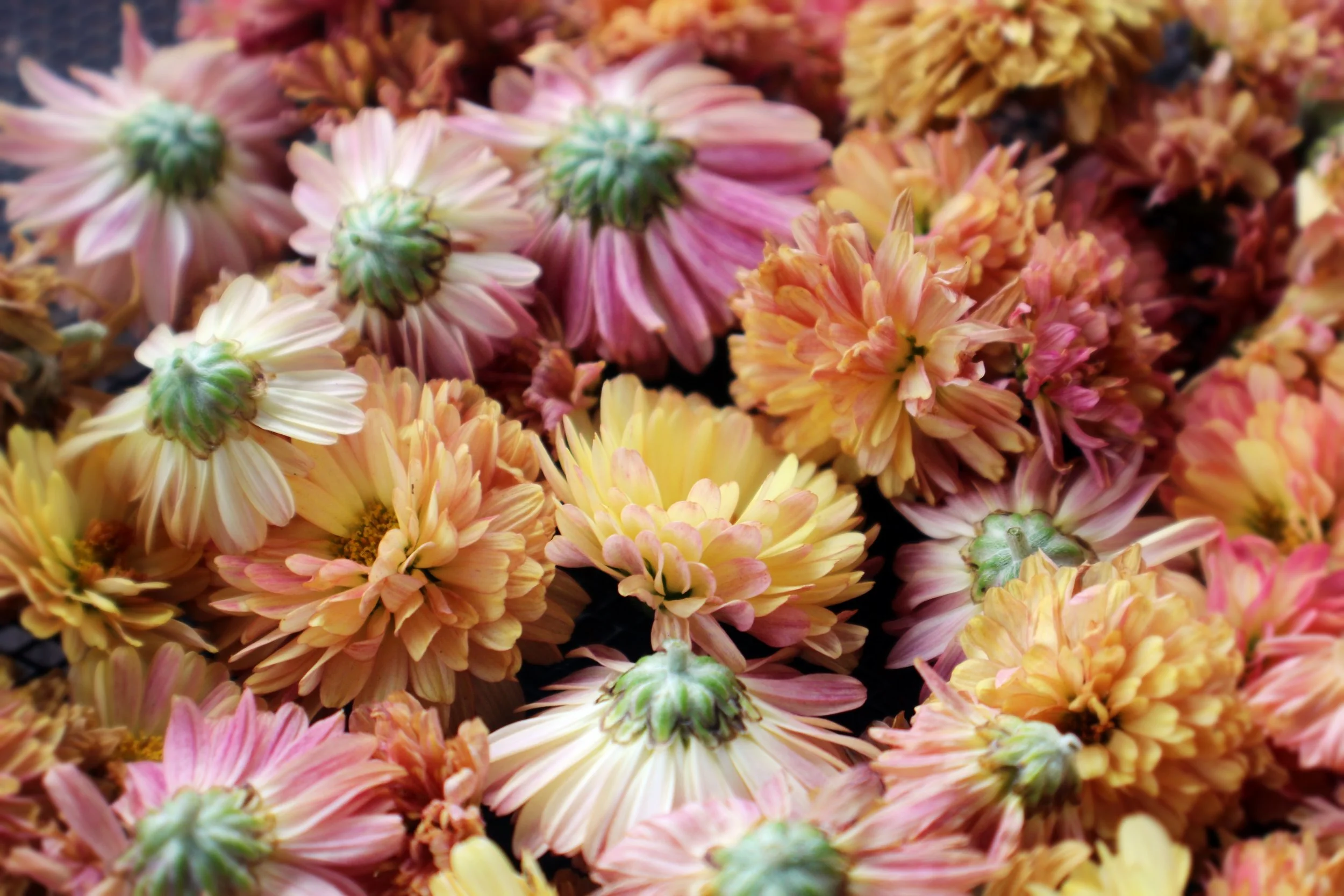 3 Late-Summer Herbs and How to Use Them