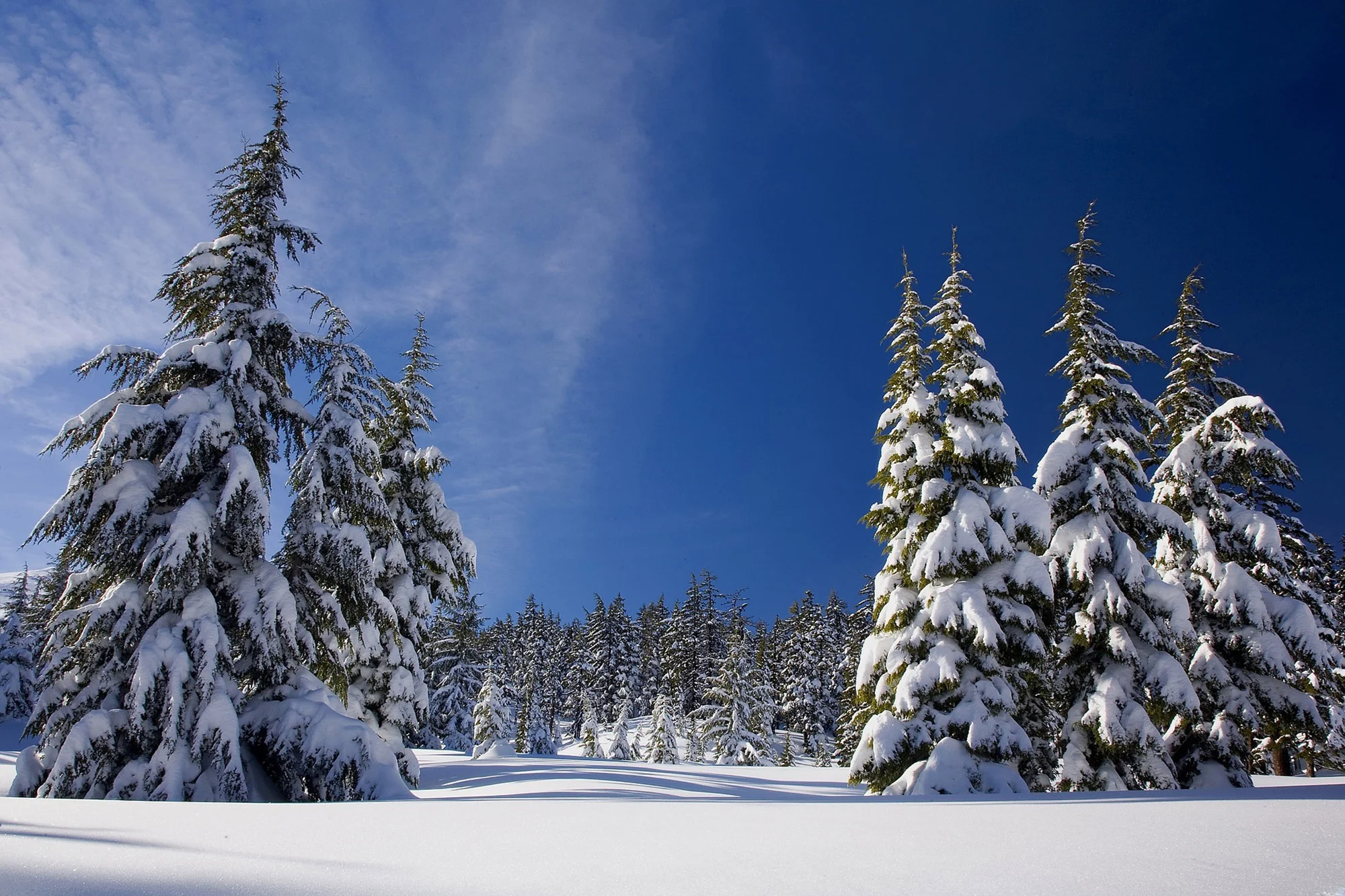 snowy-trees-stock.jpg