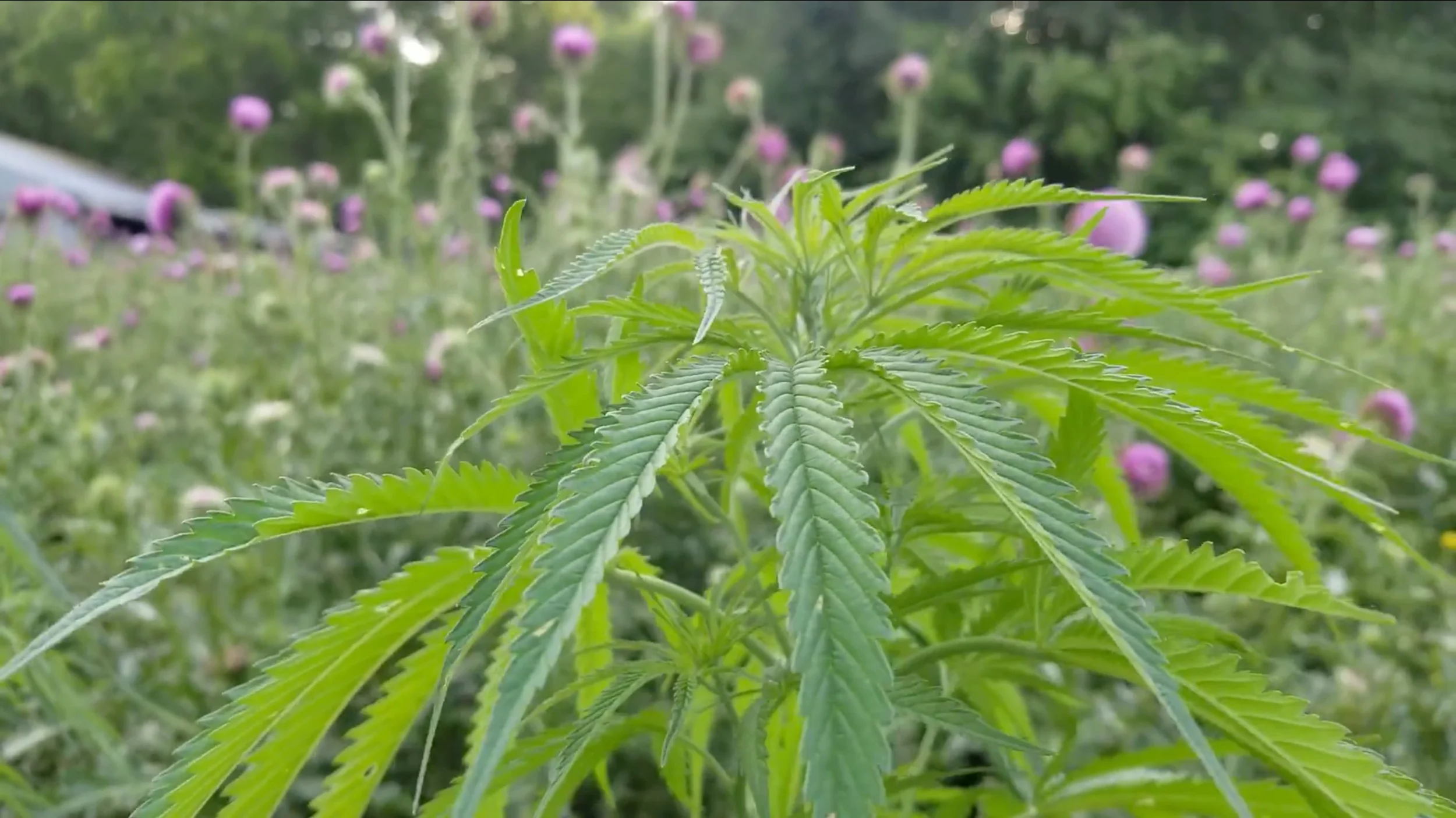 Hemp in the Heartland