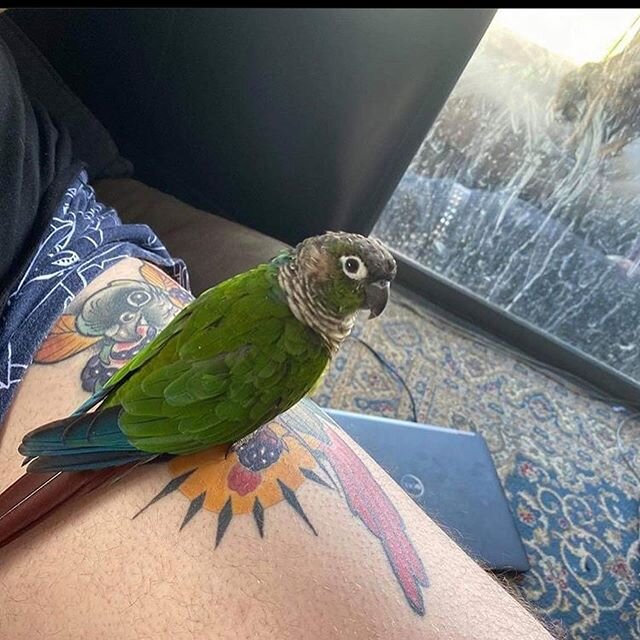 Photo from my client @jdwyer1992 🦜 #sheridantattoo #healedtattoo #bird #parrot #tattoo #neotraditional #inked