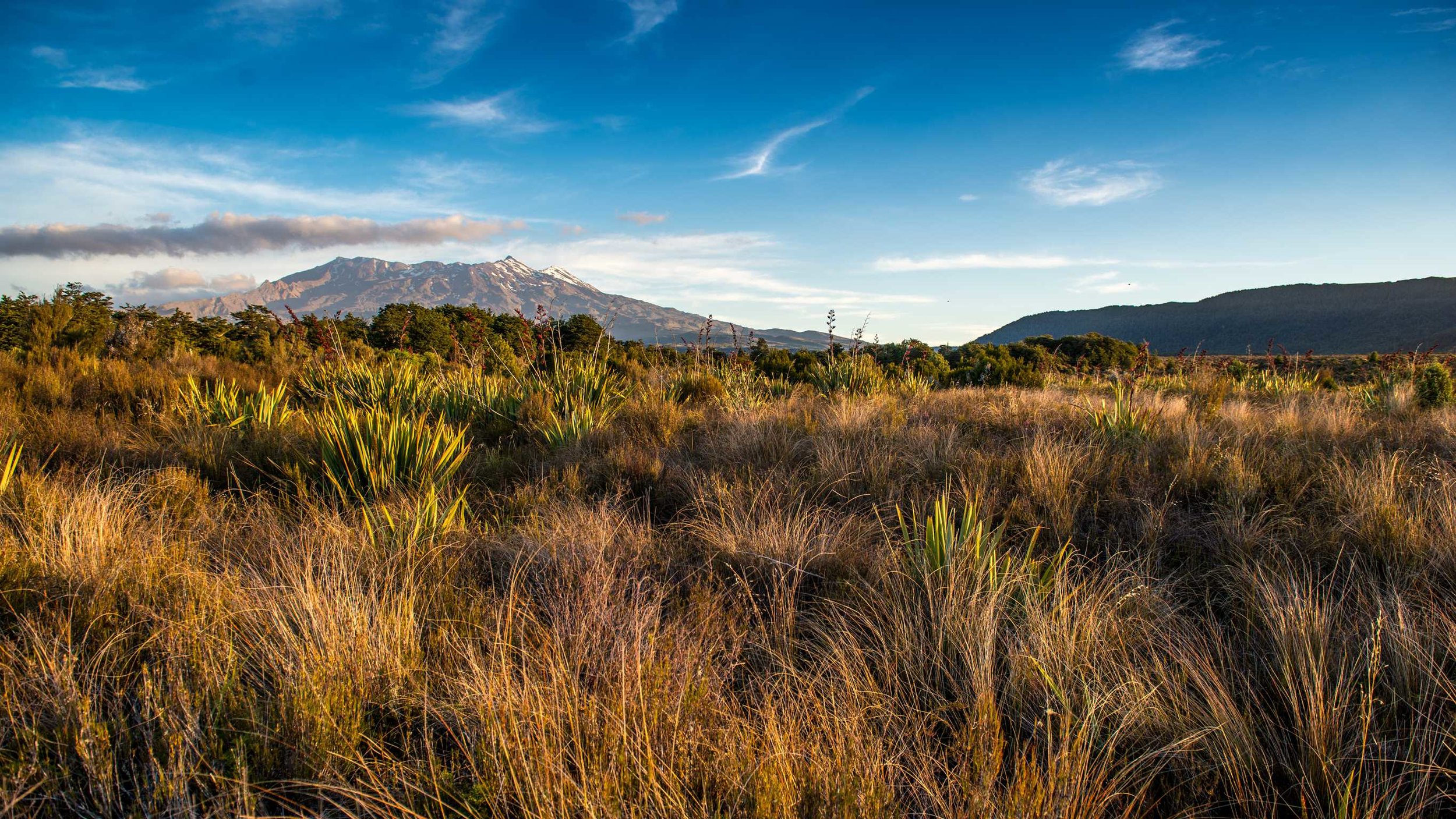 T42 trophy image.jpg