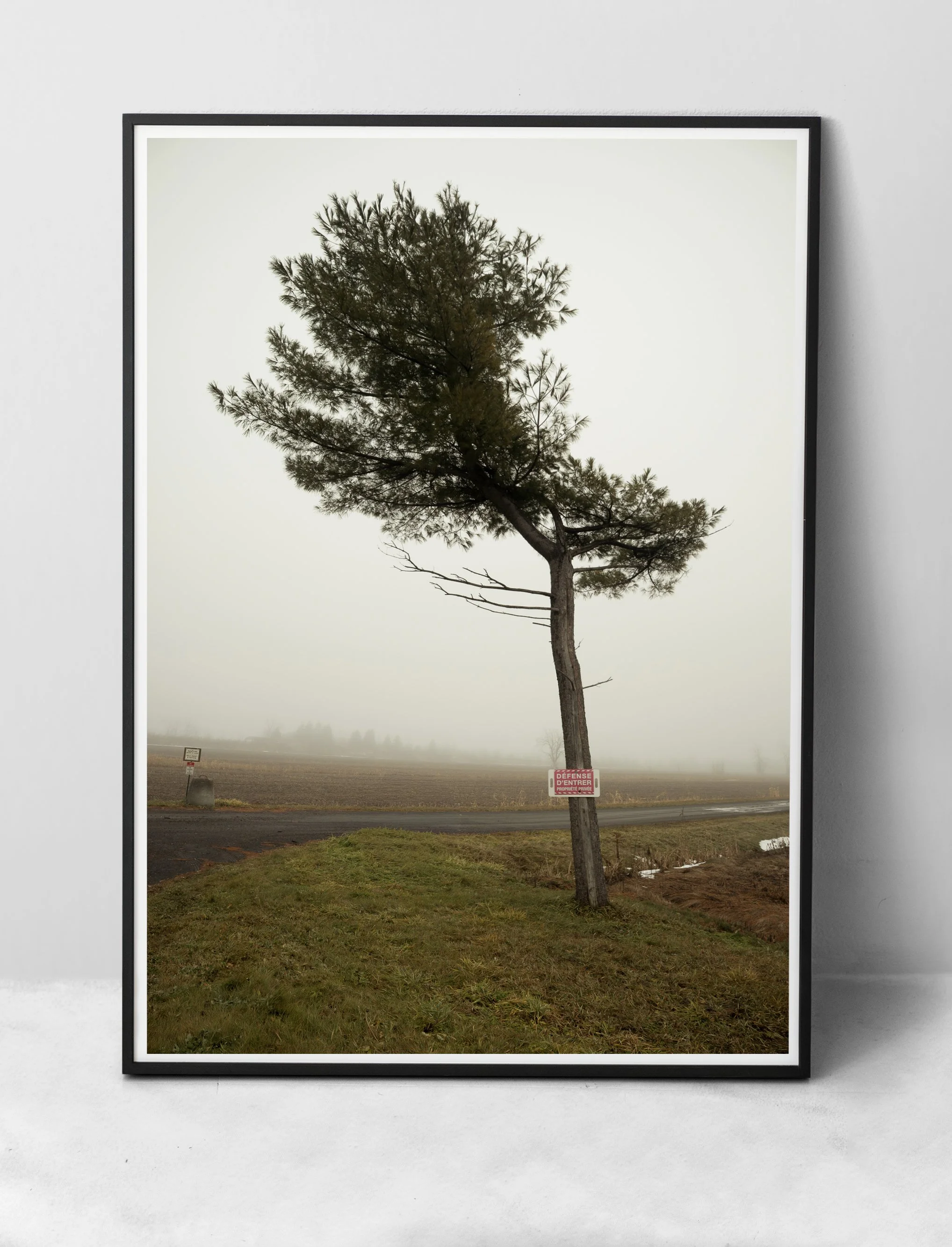 picture-frame-leaning-against-wall-with-house-plant copie.jpg
