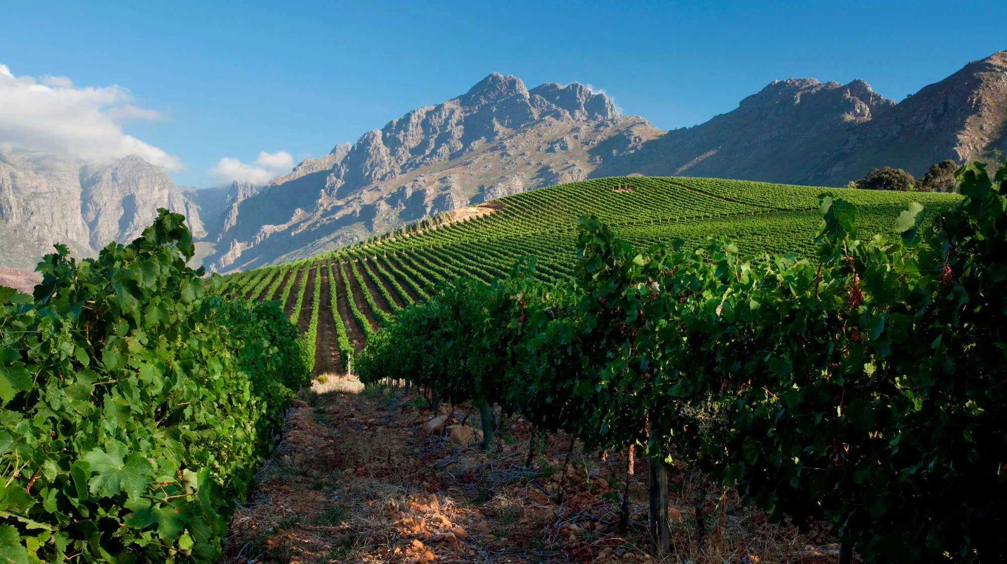 stellenbosch_vineyars14ef7c1.jpg
