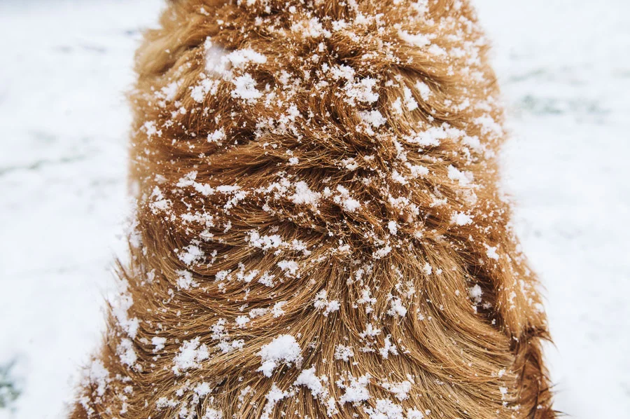 Snow at Hayley and Ben's house, Medlow Bath, New South Wales, Australia.