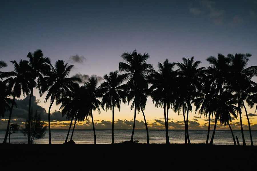 Palm tree silhouettes at sunset, Aitutaki Island, Cook Islands.
