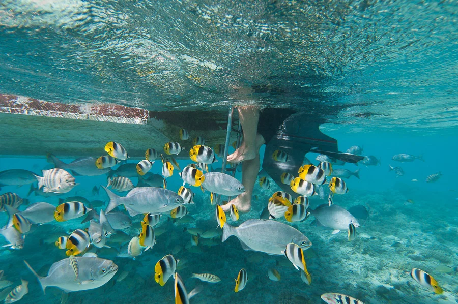 Underwater view of a snorkeller climbing onto a boat, Aitutaki Island, Cook Islands.