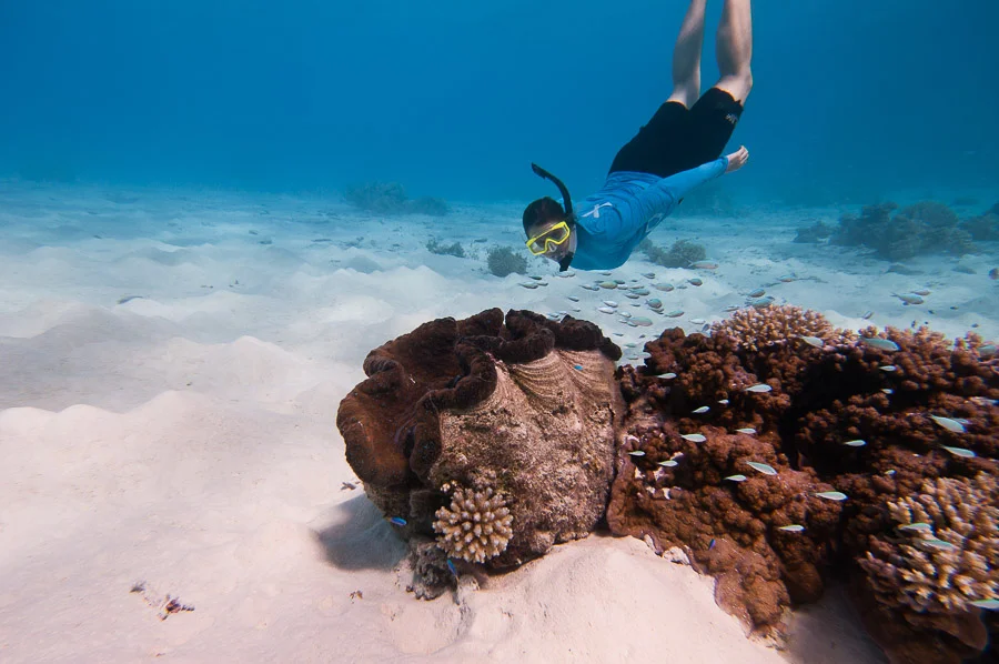 A female snorkeller exams a giant clam, Aitutaki Island, Cook Islands.