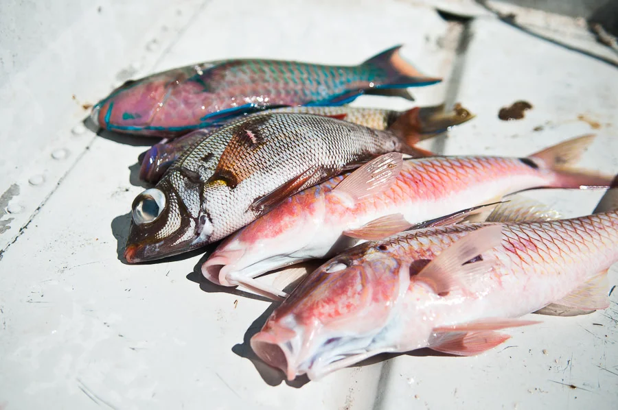 Reef fish, freshly caught by a spear fisherman, Aitutaki, Cook Islands.