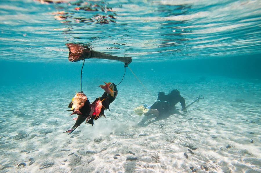 Freshly speared reef fish hang off a piece of wire and wood behind a spear fisherman, Aitutaki, Cook Islands.