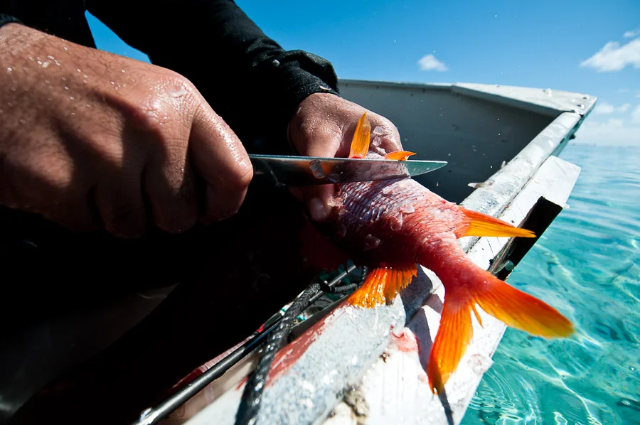 Spear fisherman gutting and cleaning freshly caught reef fish, Aitutaki, Cook Islands.