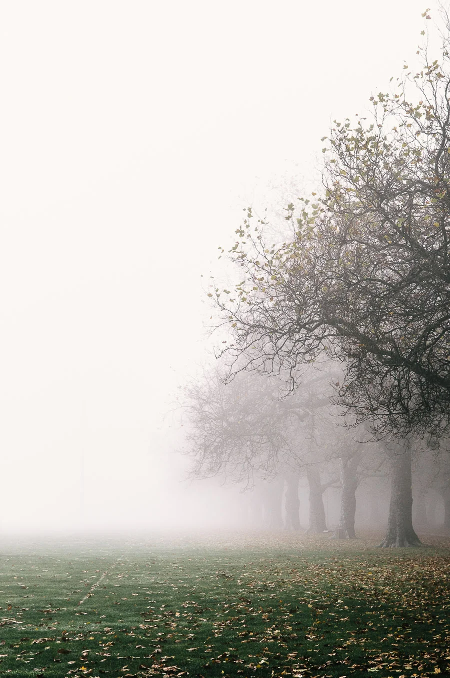 Hagley Park, Christchurch.