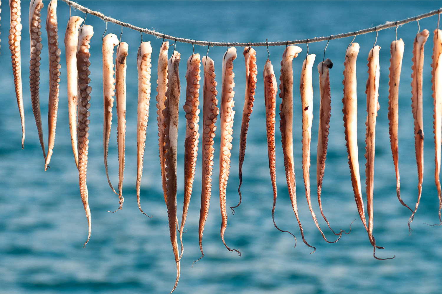 Octupus drying in the sun, Molyvos, Lesvos Island, Greece.