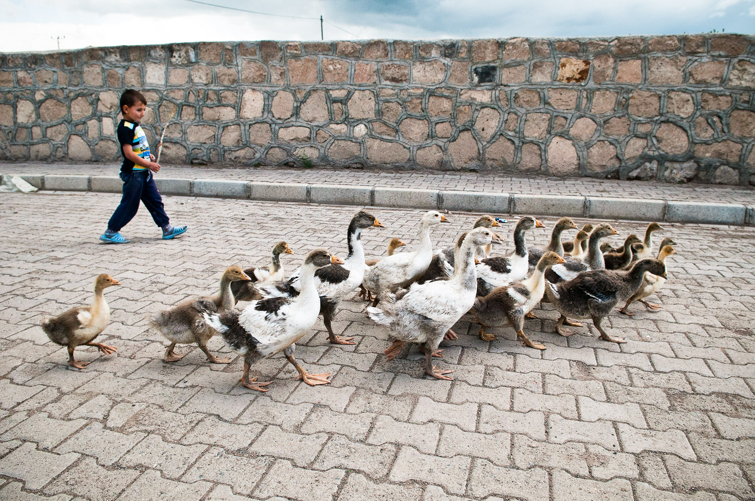 Boy and geese, Kars Turkey.