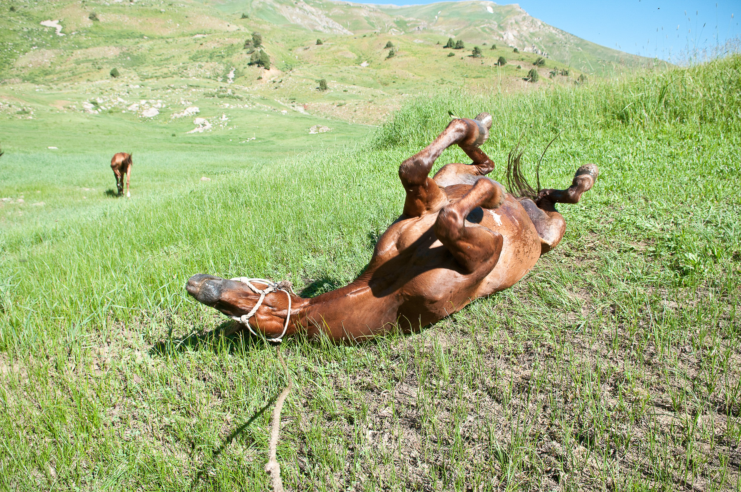 Horse rolling, Kazakhstan.