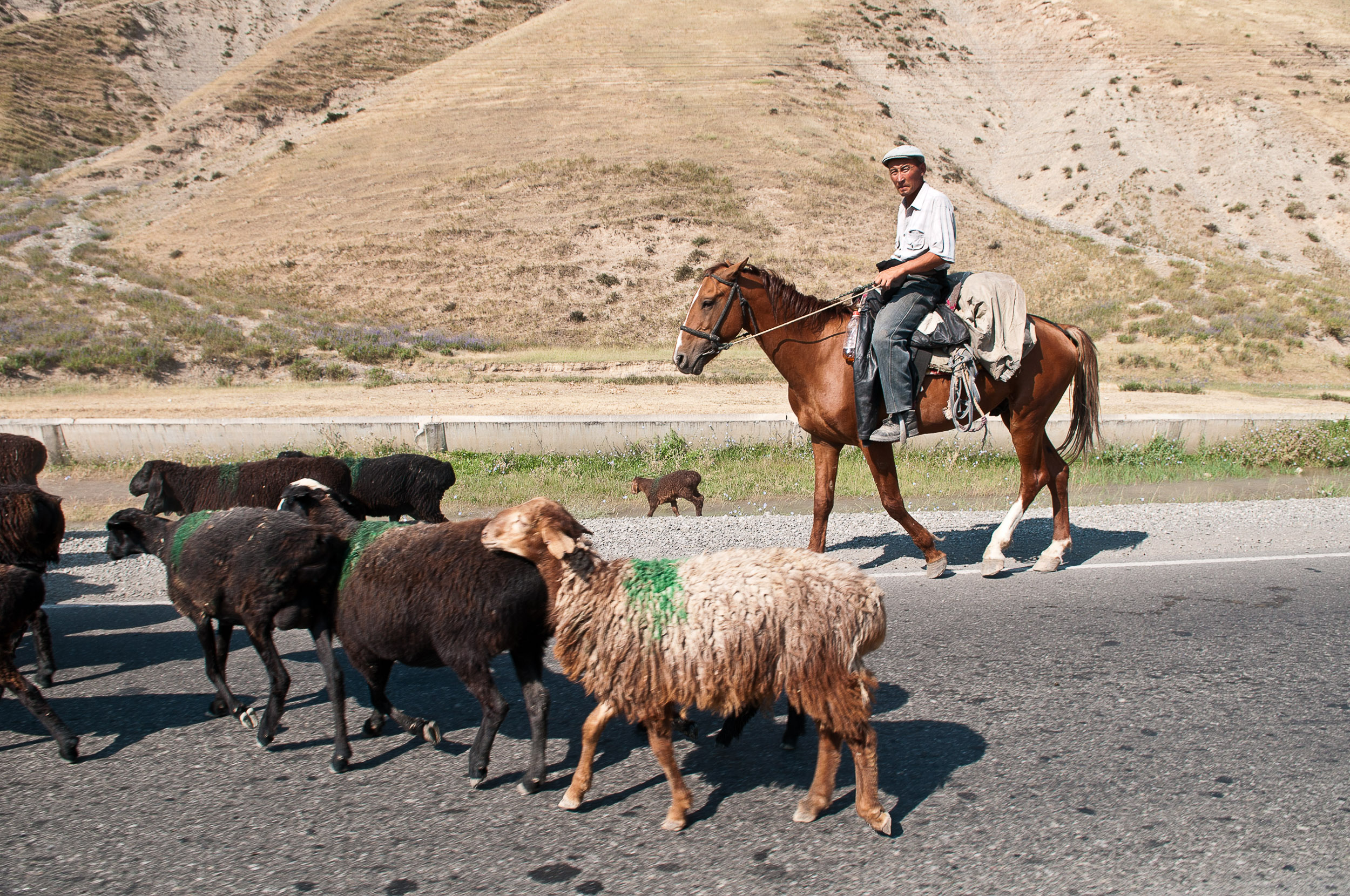 Man and sheep, Kyrgyzstan.
