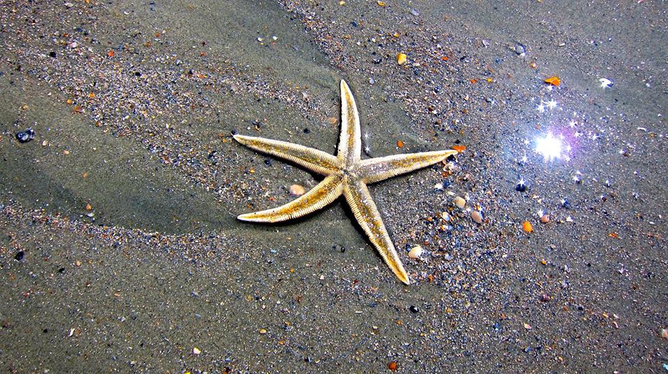 Starfish1photoLaurieGarner.jpg