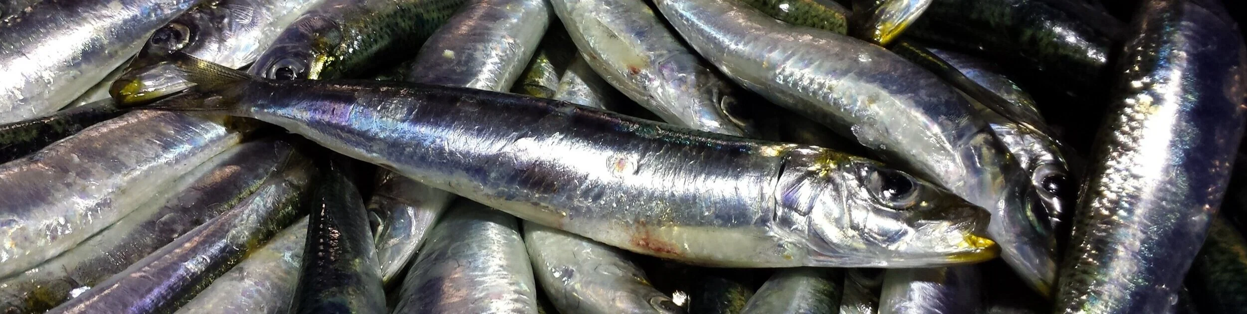 Sardine+002.jpg