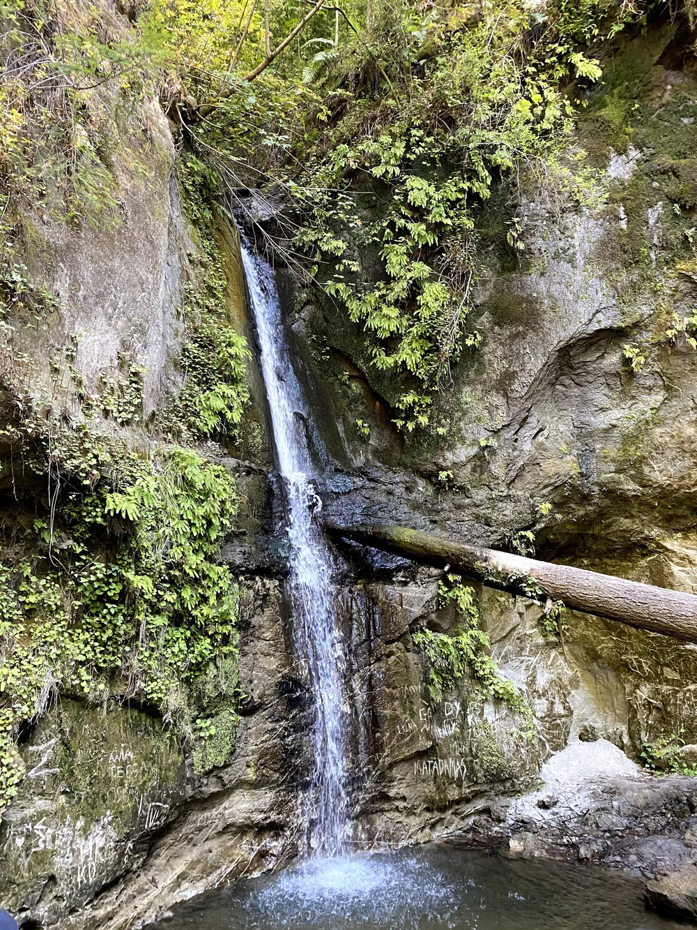 Forest of Nisene Marks State Park